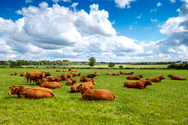 vacas limusin ganaderia jesus arribas